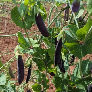 Sugar Magnolia Peas Thumbnail